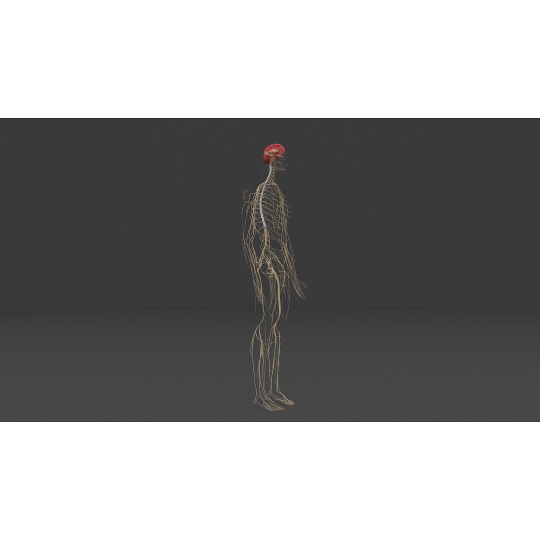 Complete Male and Female Anatomical System 3D Model – Medical Education Asset - View 18