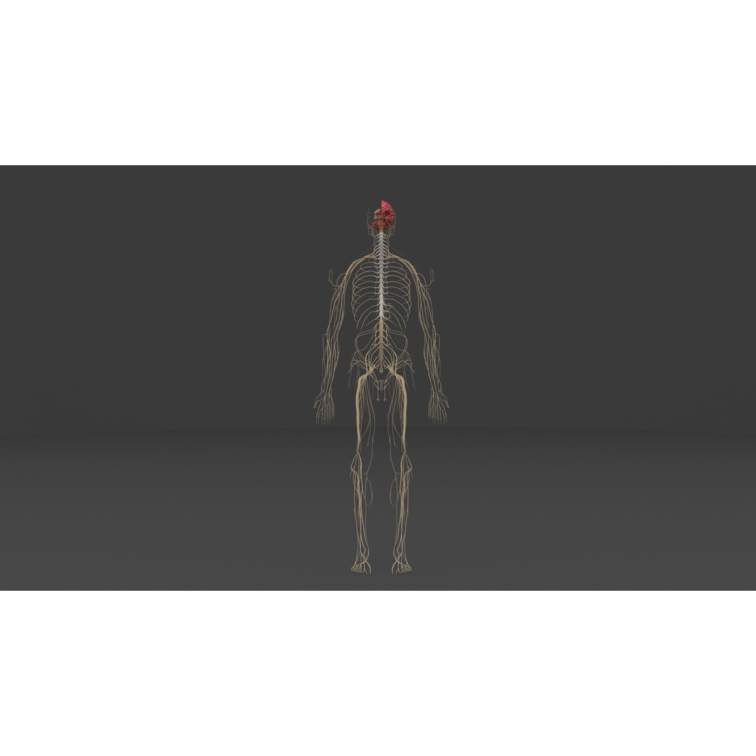 Complete Male and Female Anatomical System 3D Model – Medical Education Asset - View 19