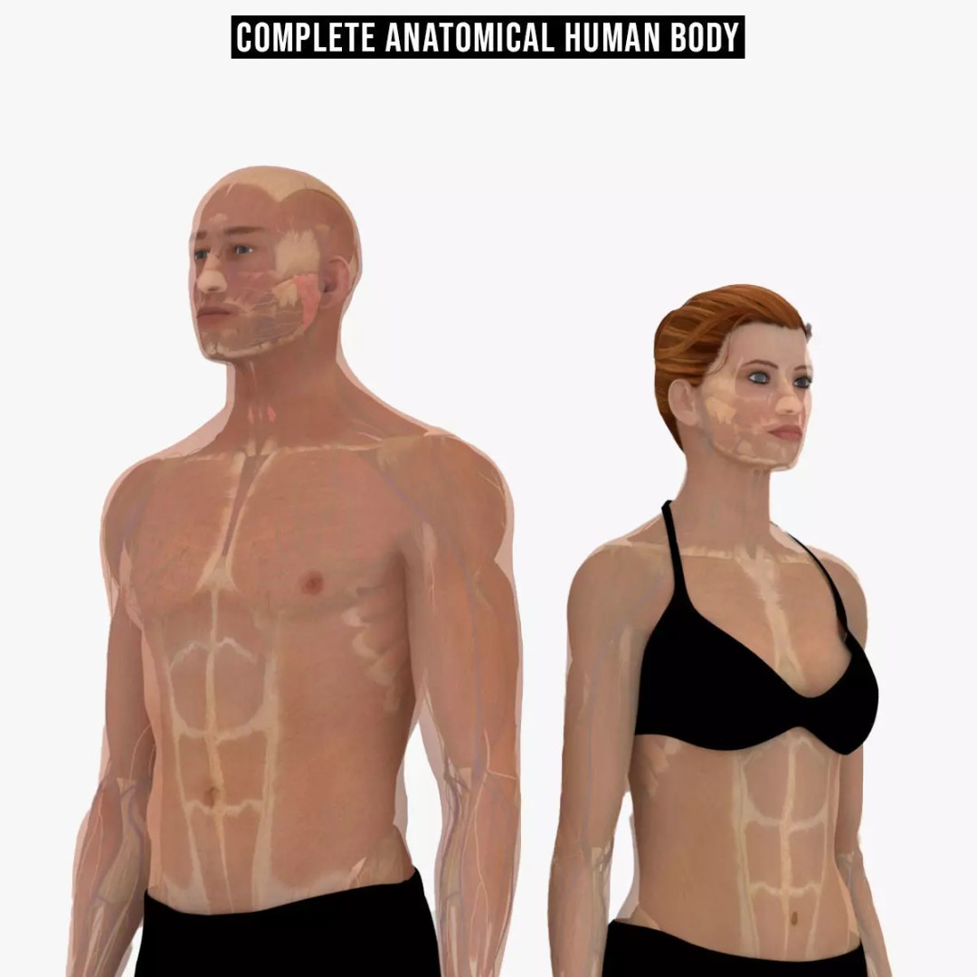Complete Male and Female Anatomical System 3D Model – Medical Education Asset - View 2