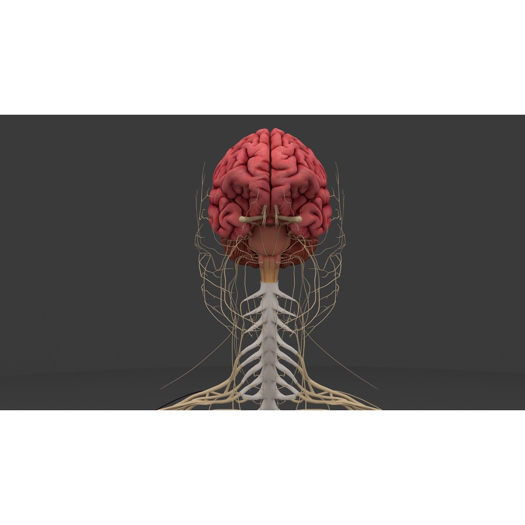 Complete Male and Female Anatomical System 3D Model – Medical Education Asset - View 21