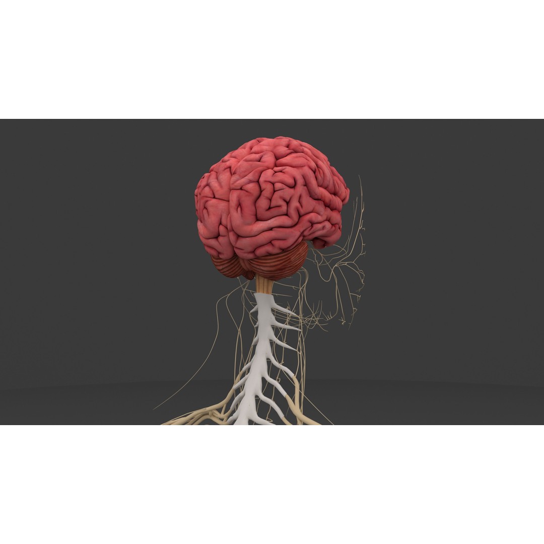 Complete Male and Female Anatomical System 3D Model – Medical Education Asset - View 22