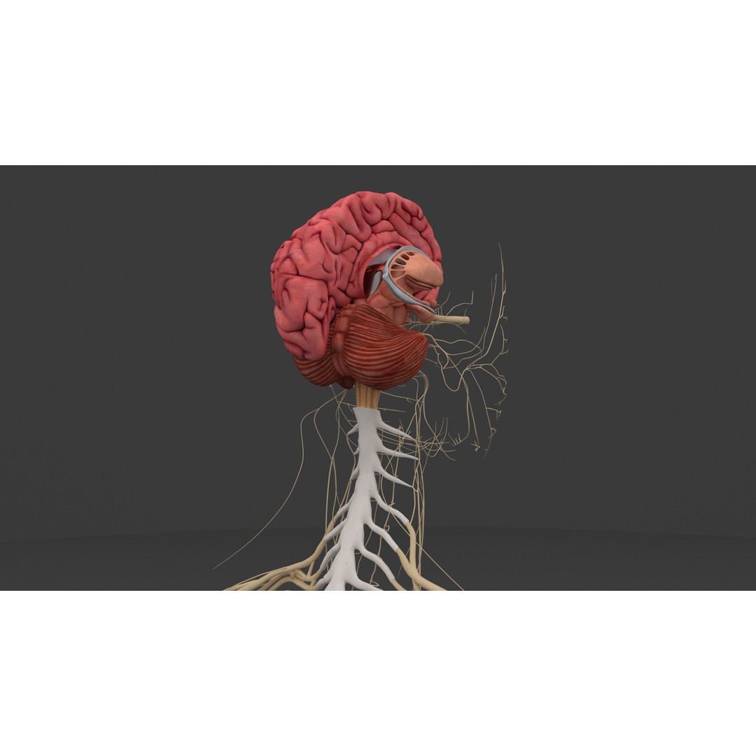 Complete Male and Female Anatomical System 3D Model – Medical Education Asset - View 23