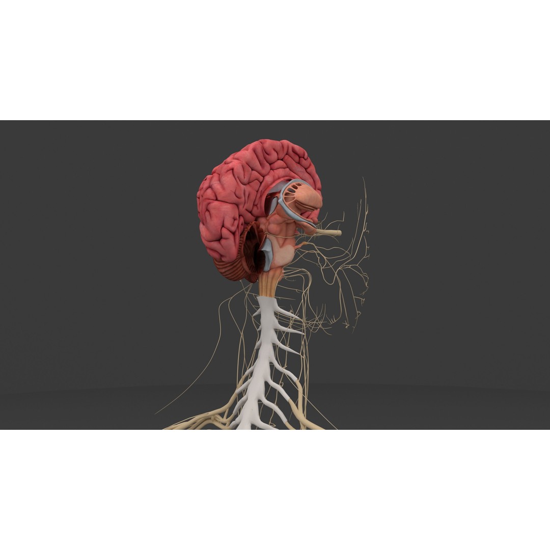 Complete Male and Female Anatomical System 3D Model – Medical Education Asset - View 24