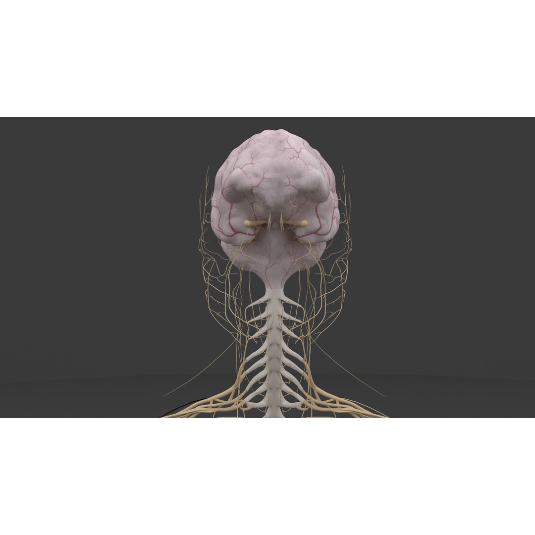 Complete Male and Female Anatomical System 3D Model – Medical Education Asset - View 25