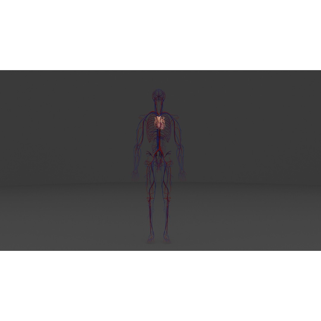 Complete Male and Female Anatomical System 3D Model – Medical Education Asset - View 26