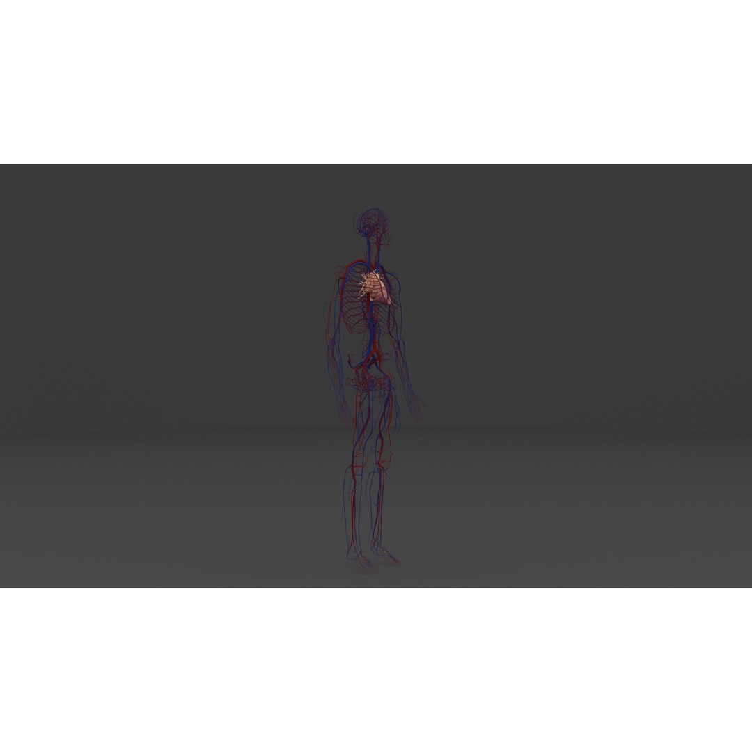 Complete Male and Female Anatomical System 3D Model – Medical Education Asset - View 27