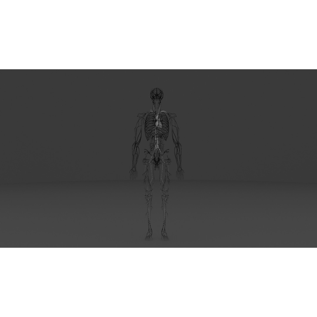 Complete Male and Female Anatomical System 3D Model – Medical Education Asset - View 28