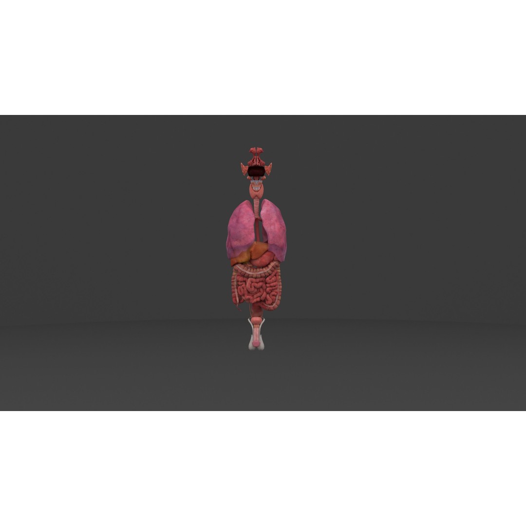 Complete Male and Female Anatomical System 3D Model – Medical Education Asset - View 29