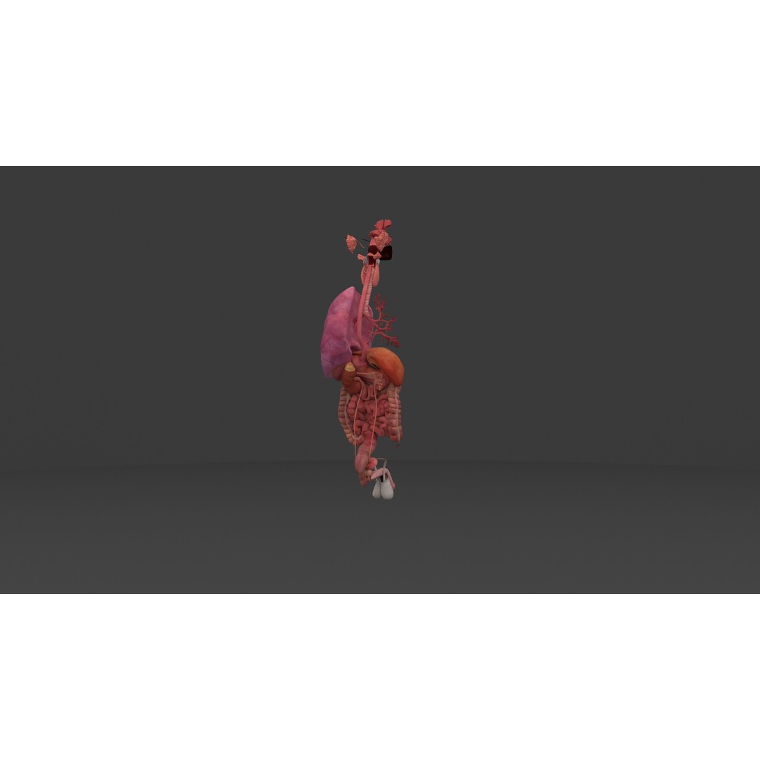Complete Male and Female Anatomical System 3D Model – Medical Education Asset - View 31