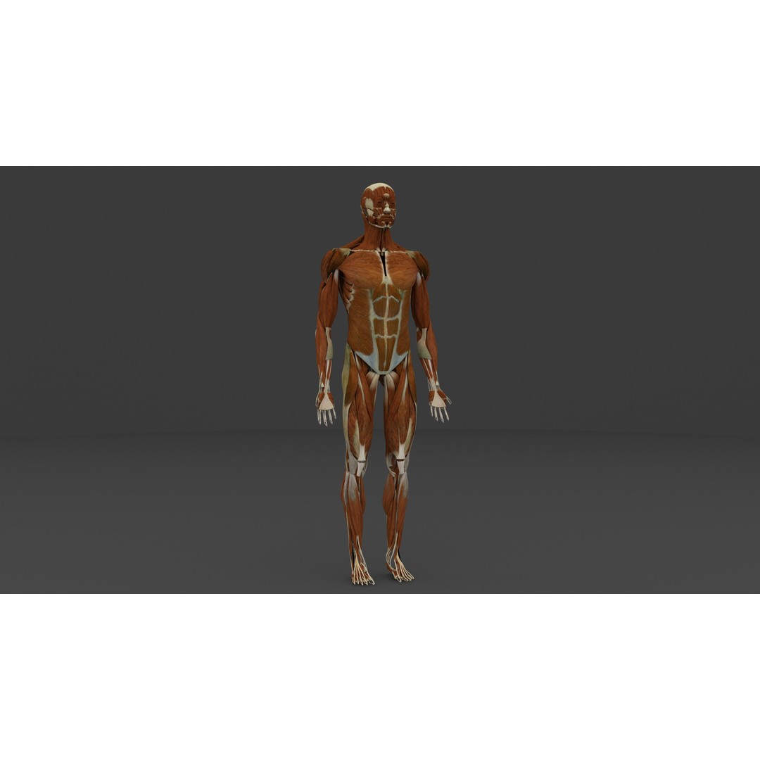 Complete Male and Female Anatomical System 3D Model – Medical Education Asset - View 33