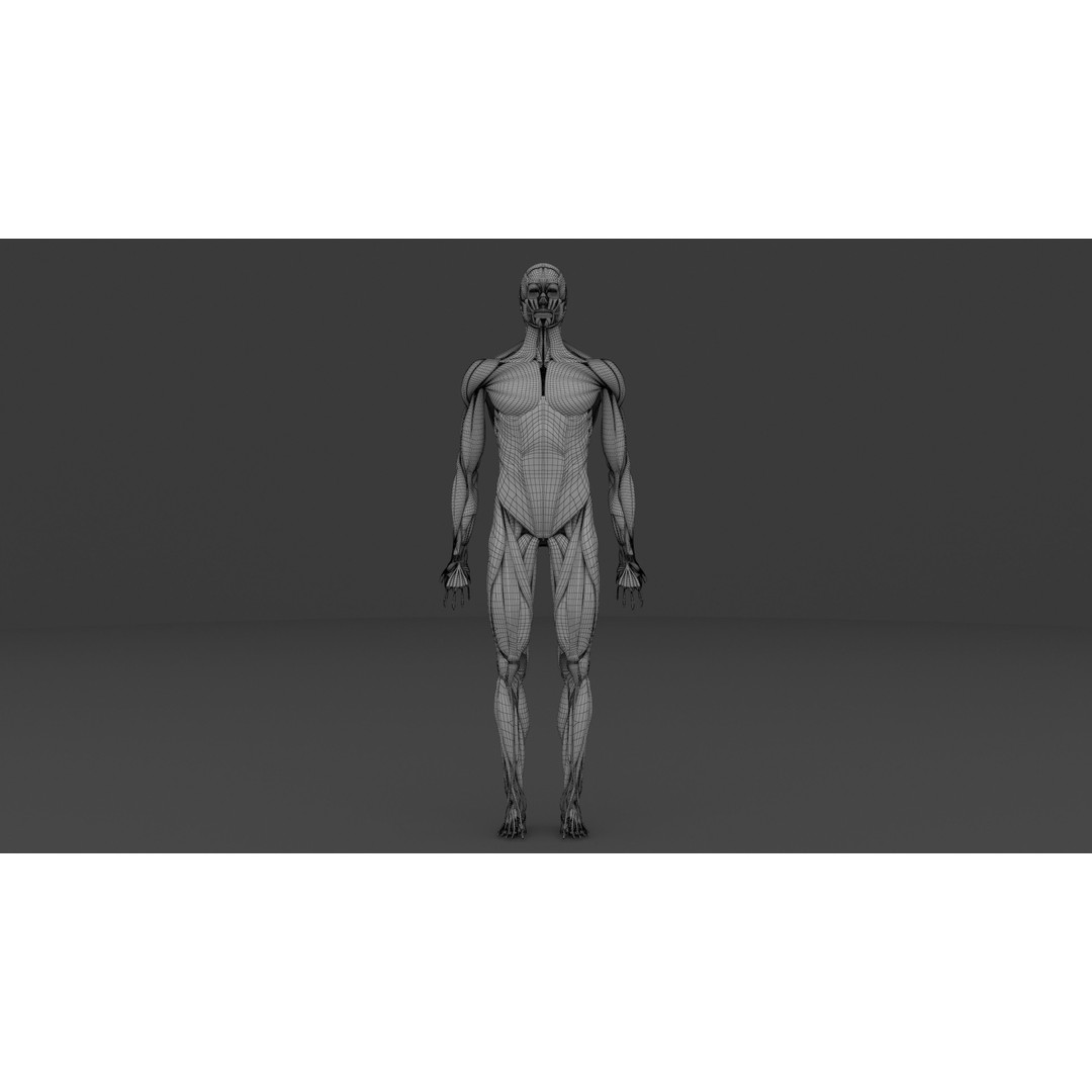 Complete Male and Female Anatomical System 3D Model – Medical Education Asset - View 34