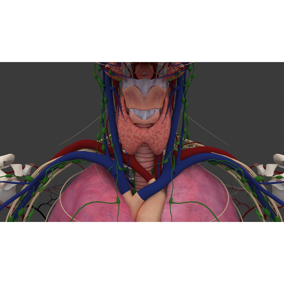 Complete Male and Female Anatomical System 3D Model – Medical Education Asset - View 35