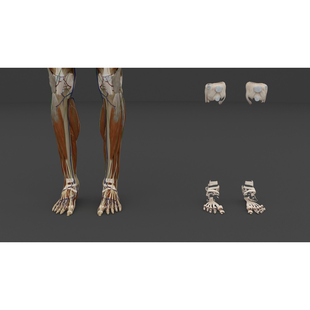Complete Male and Female Anatomical System 3D Model – Medical Education Asset - View 36