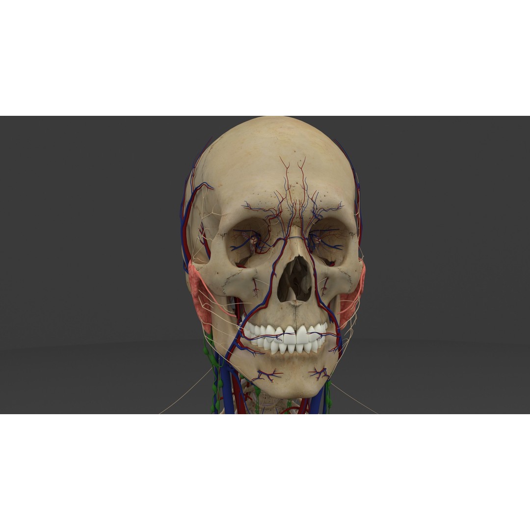 Complete Male and Female Anatomical System 3D Model – Medical Education Asset - View 37