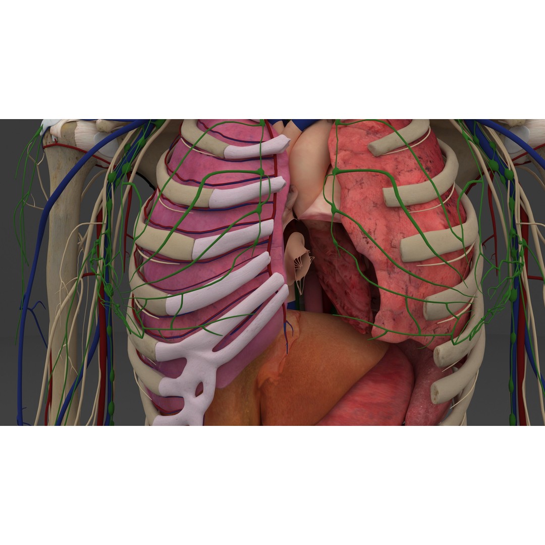 Complete Male and Female Anatomical System 3D Model – Medical Education Asset - View 38