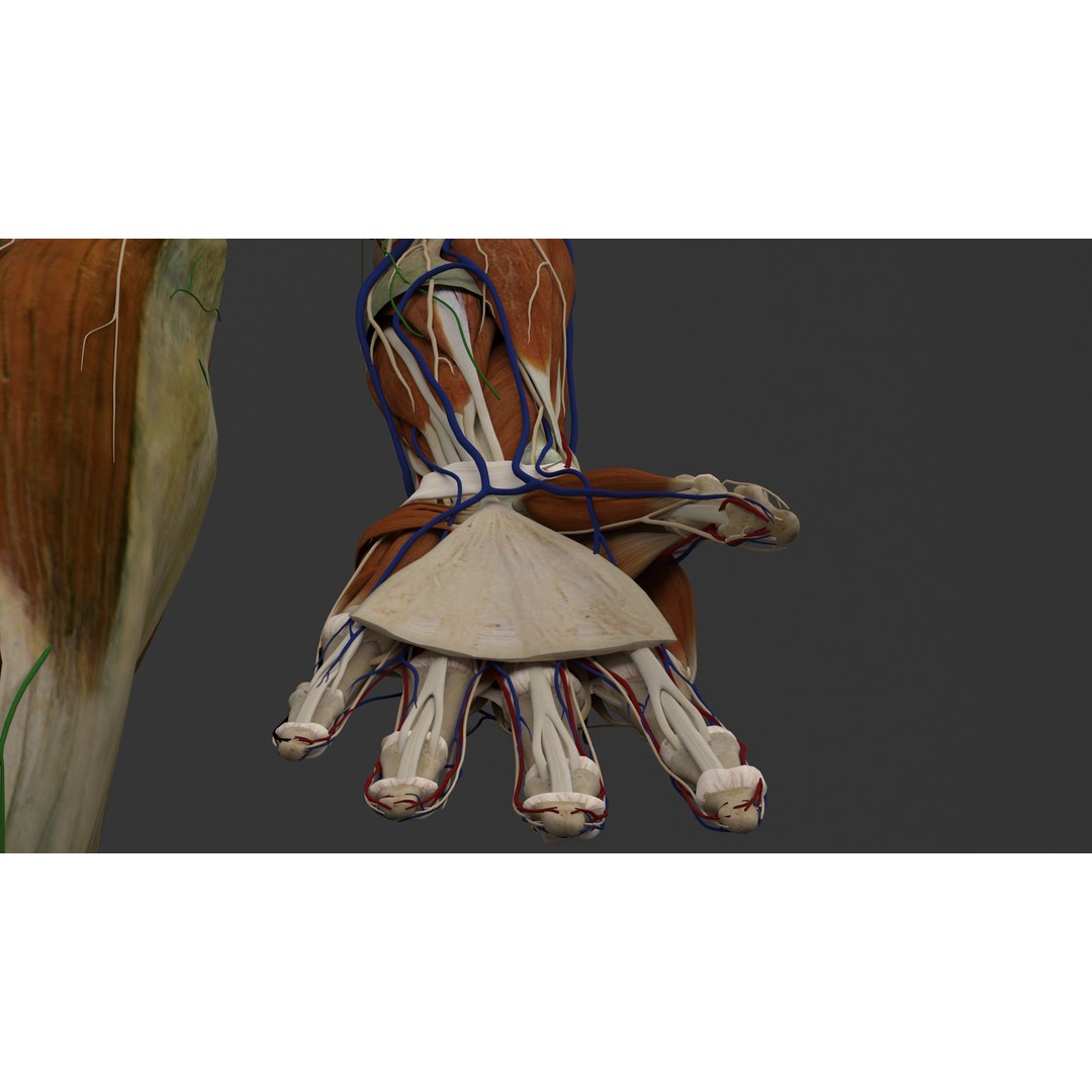 Complete Male and Female Anatomical System 3D Model – Medical Education Asset - View 39
