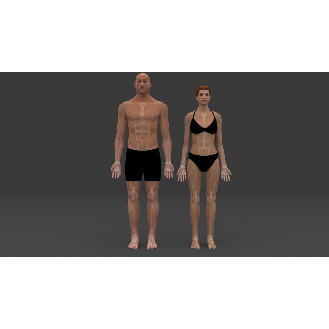 Complete Male and Female Anatomical System 3D Model – Medical Education Asset - View 4