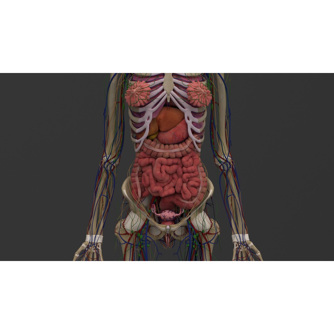 Complete Male and Female Anatomical System 3D Model – Medical Education Asset - View 40