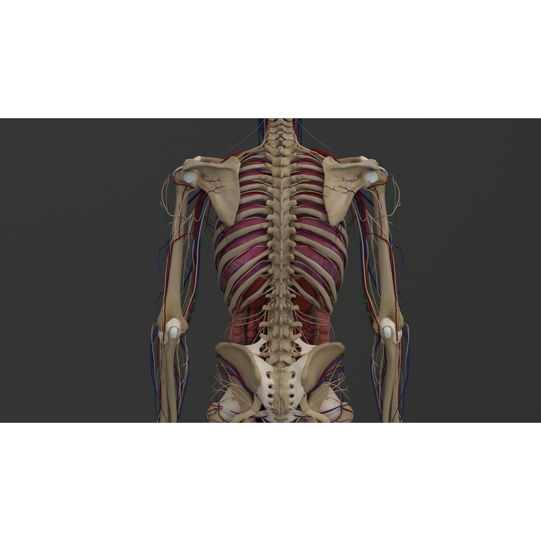 Complete Male and Female Anatomical System 3D Model – Medical Education Asset - View 41
