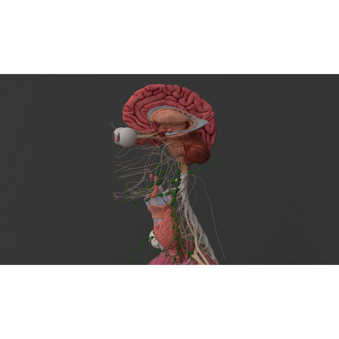 Complete Male and Female Anatomical System 3D Model – Medical Education Asset - View 42
