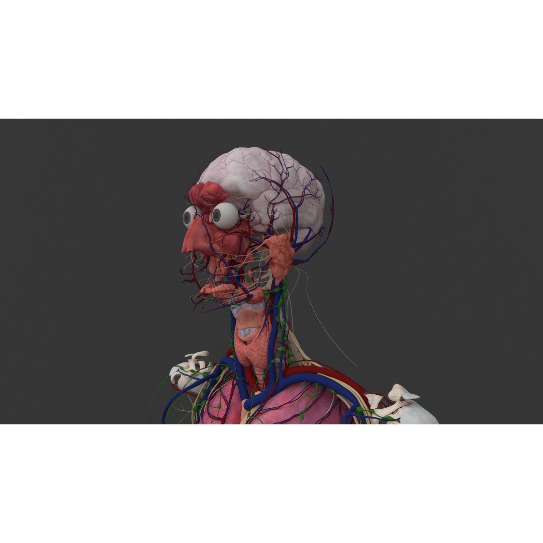 Complete Male and Female Anatomical System 3D Model – Medical Education Asset - View 43