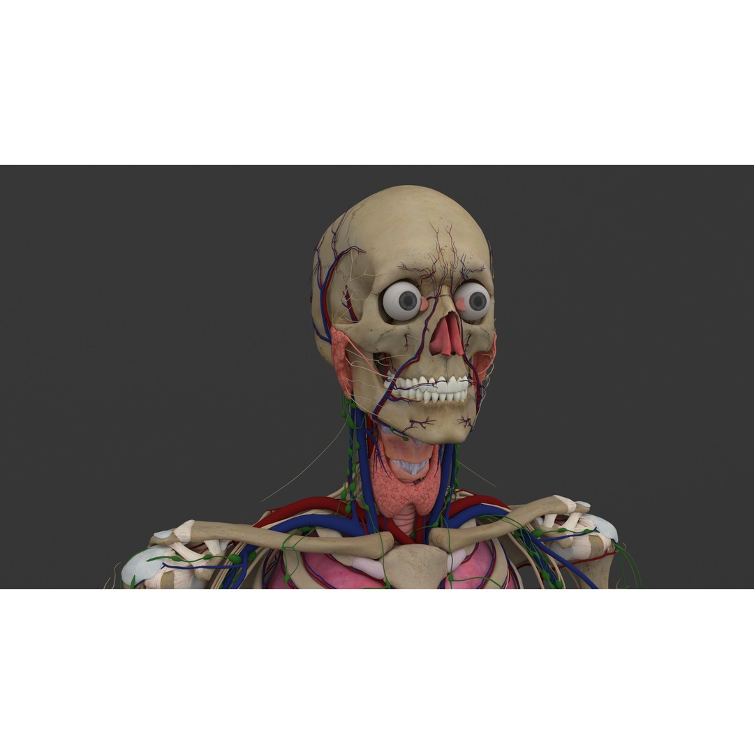 Complete Male and Female Anatomical System 3D Model – Medical Education Asset - View 44