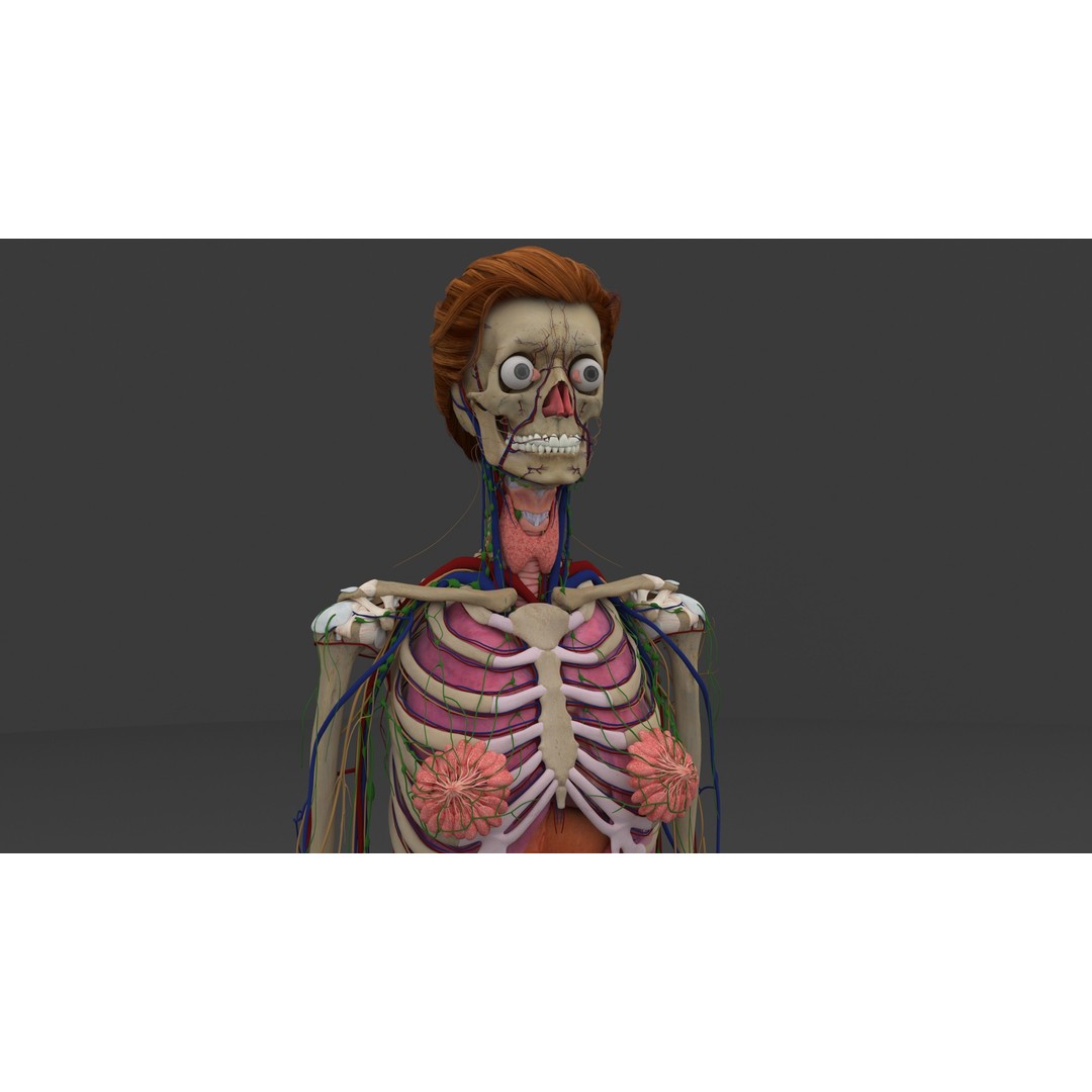 Complete Male and Female Anatomical System 3D Model – Medical Education Asset - View 45