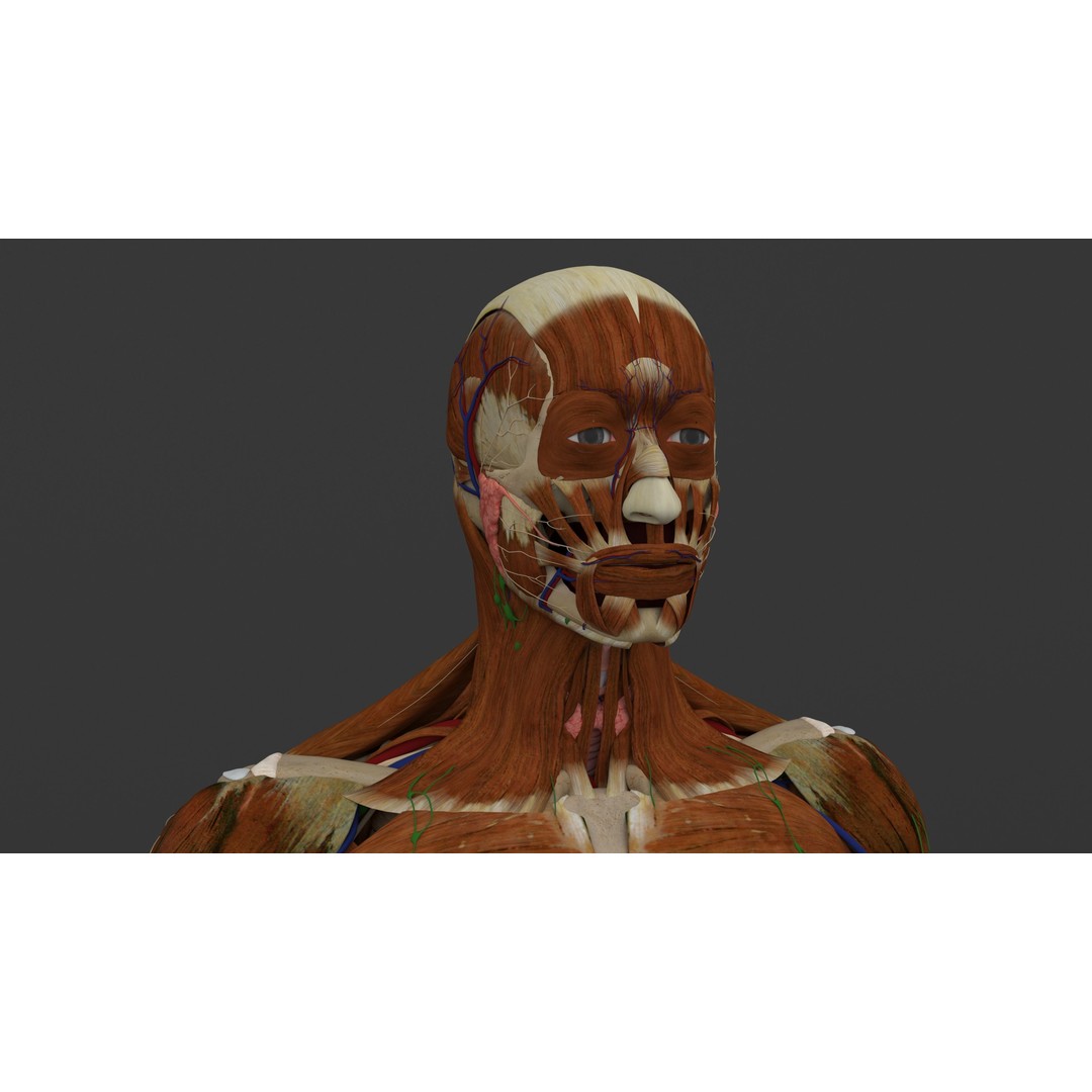 Complete Male and Female Anatomical System 3D Model – Medical Education Asset - View 46