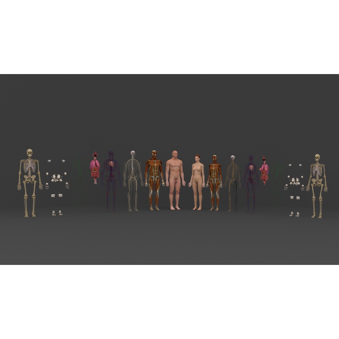 Complete Male and Female Anatomical System 3D Model – Medical Education Asset - View 47