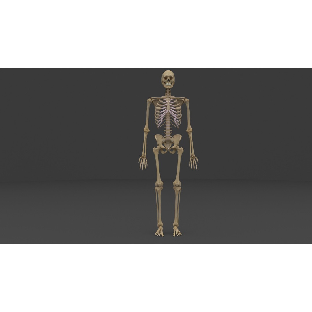 Complete Male and Female Anatomical System 3D Model – Medical Education Asset - View 7