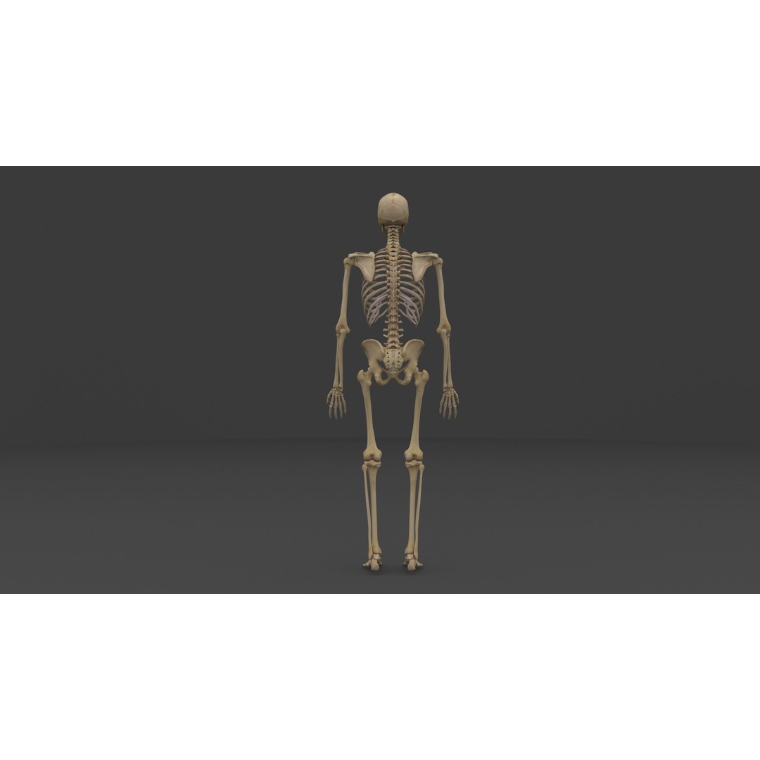 Complete Male and Female Anatomical System 3D Model – Medical Education Asset - View 9