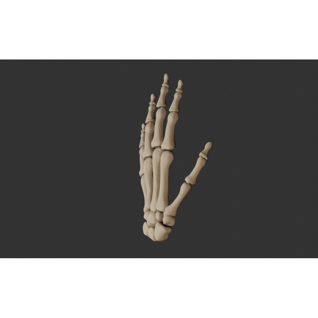 Human Hand Bones 3D Model – Anatomically Correct Rigged Asset, FBX - View 10