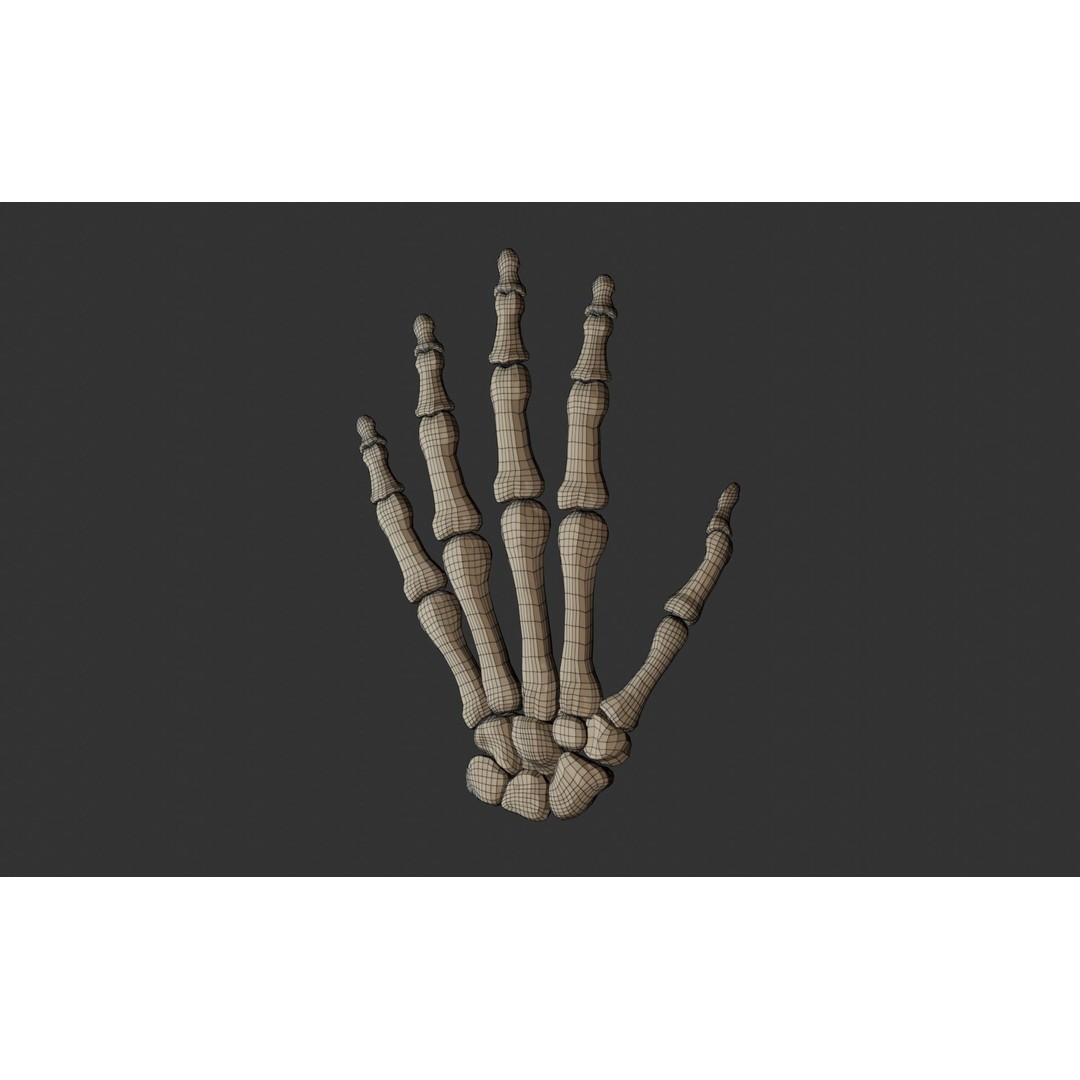 Human Hand Bones 3D Model – Anatomically Correct Rigged Asset, FBX - View 11