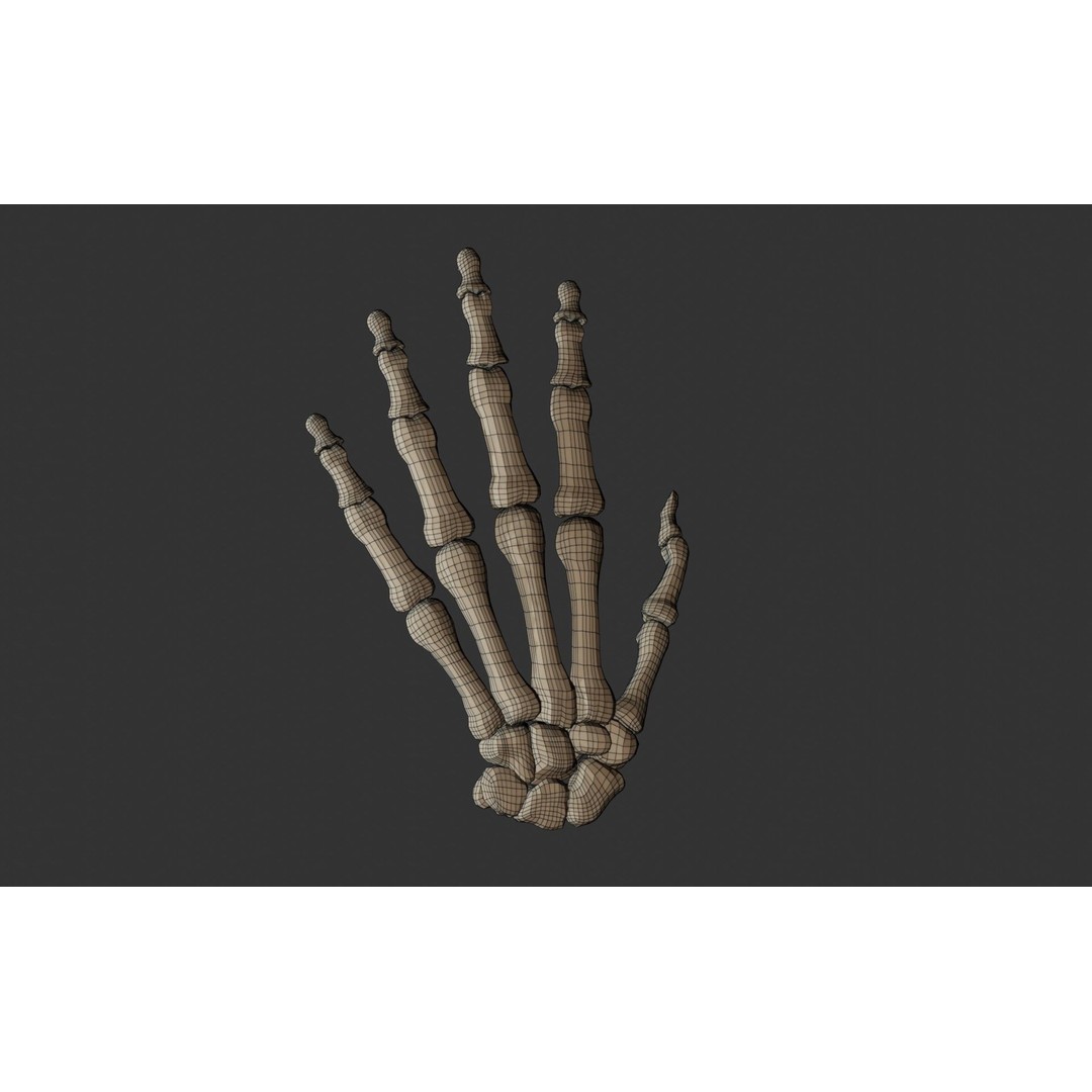 Human Hand Bones 3D Model – Anatomically Correct Rigged Asset, FBX - View 12