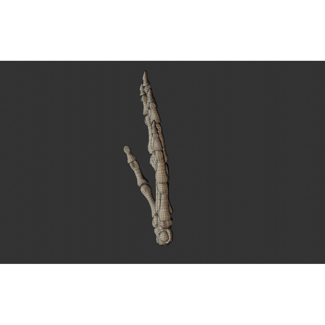 Human Hand Bones 3D Model – Anatomically Correct Rigged Asset, FBX - View 14