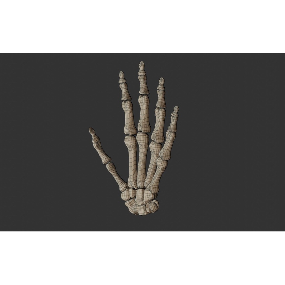 Human Hand Bones 3D Model – Anatomically Correct Rigged Asset, FBX - View 15