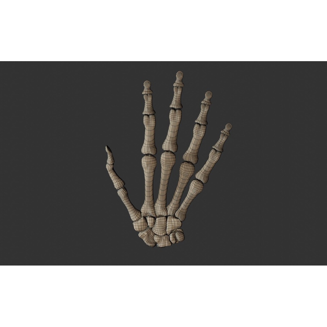 Human Hand Bones 3D Model – Anatomically Correct Rigged Asset, FBX - View 16