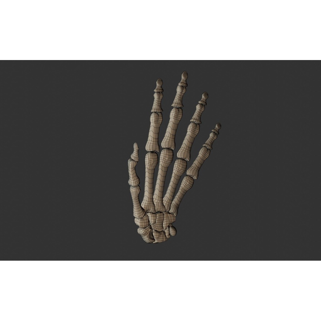 Human Hand Bones 3D Model – Anatomically Correct Rigged Asset, FBX - View 17