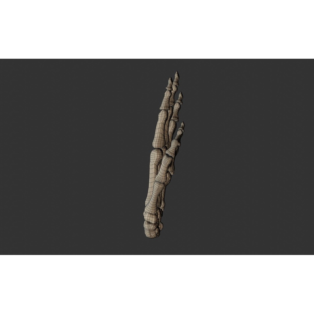 Human Hand Bones 3D Model – Anatomically Correct Rigged Asset, FBX - View 18