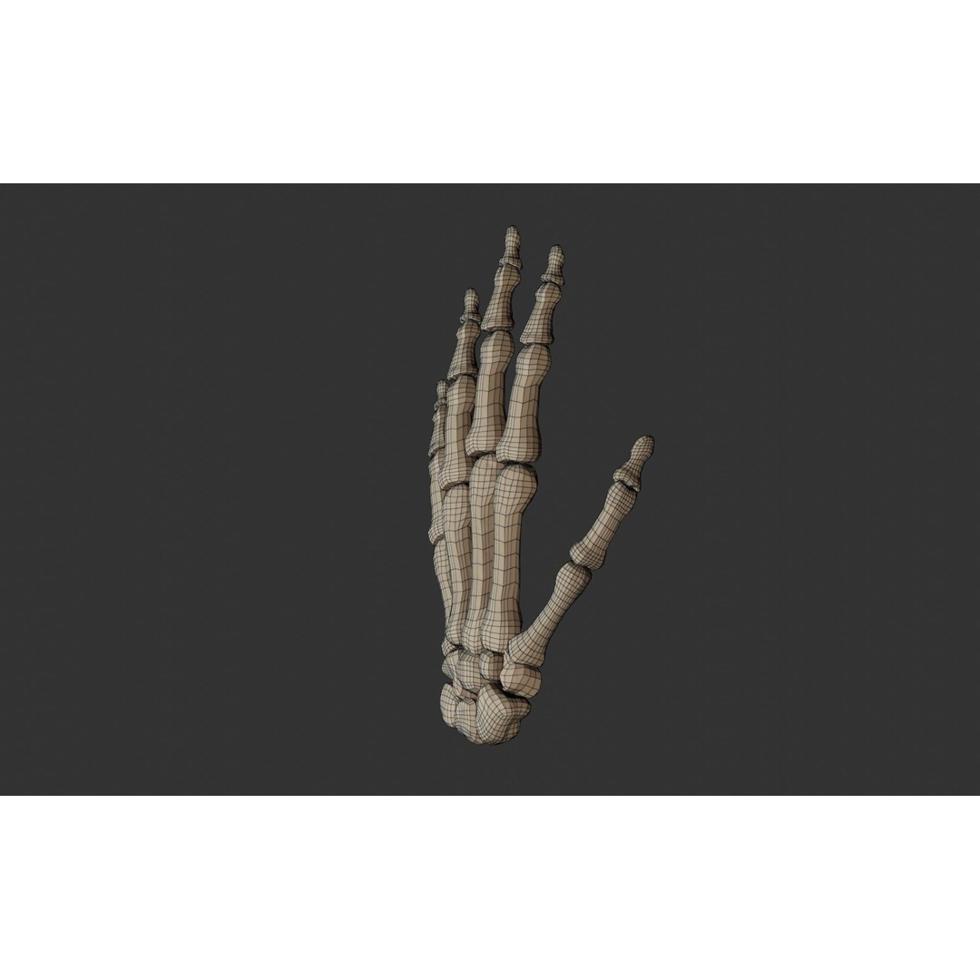 Human Hand Bones 3D Model – Anatomically Correct Rigged Asset, FBX - View 19