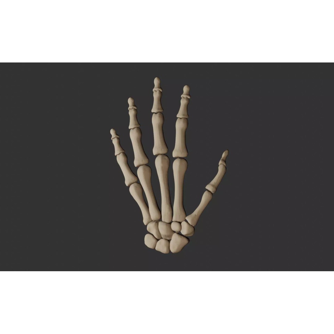Human Hand Bones 3D Model – Anatomically Correct Rigged Asset, FBX - View 2
