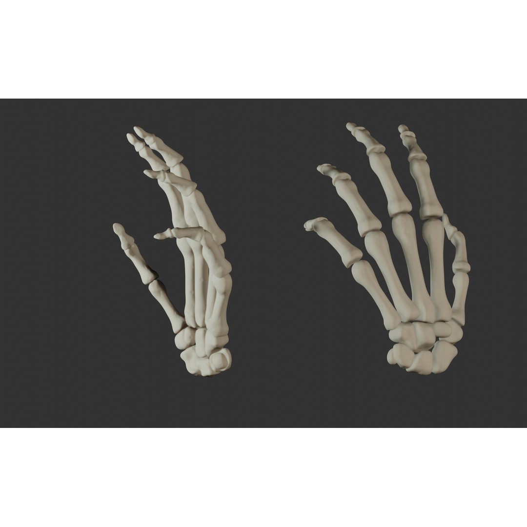 Human Hand Bones 3D Model – Anatomically Correct Rigged Asset, FBX - View 21
