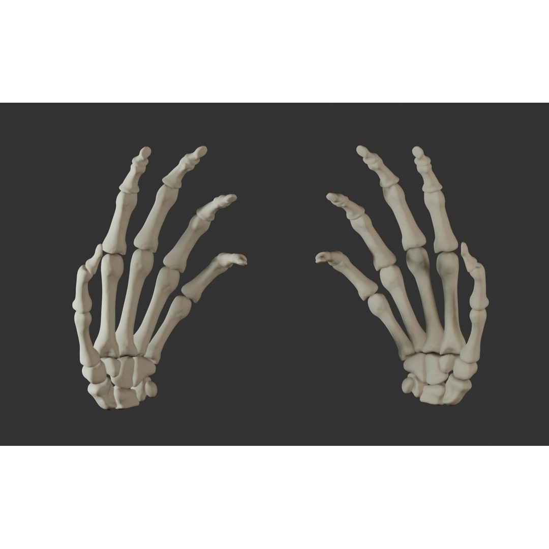 Human Hand Bones 3D Model – Anatomically Correct Rigged Asset, FBX - View 22