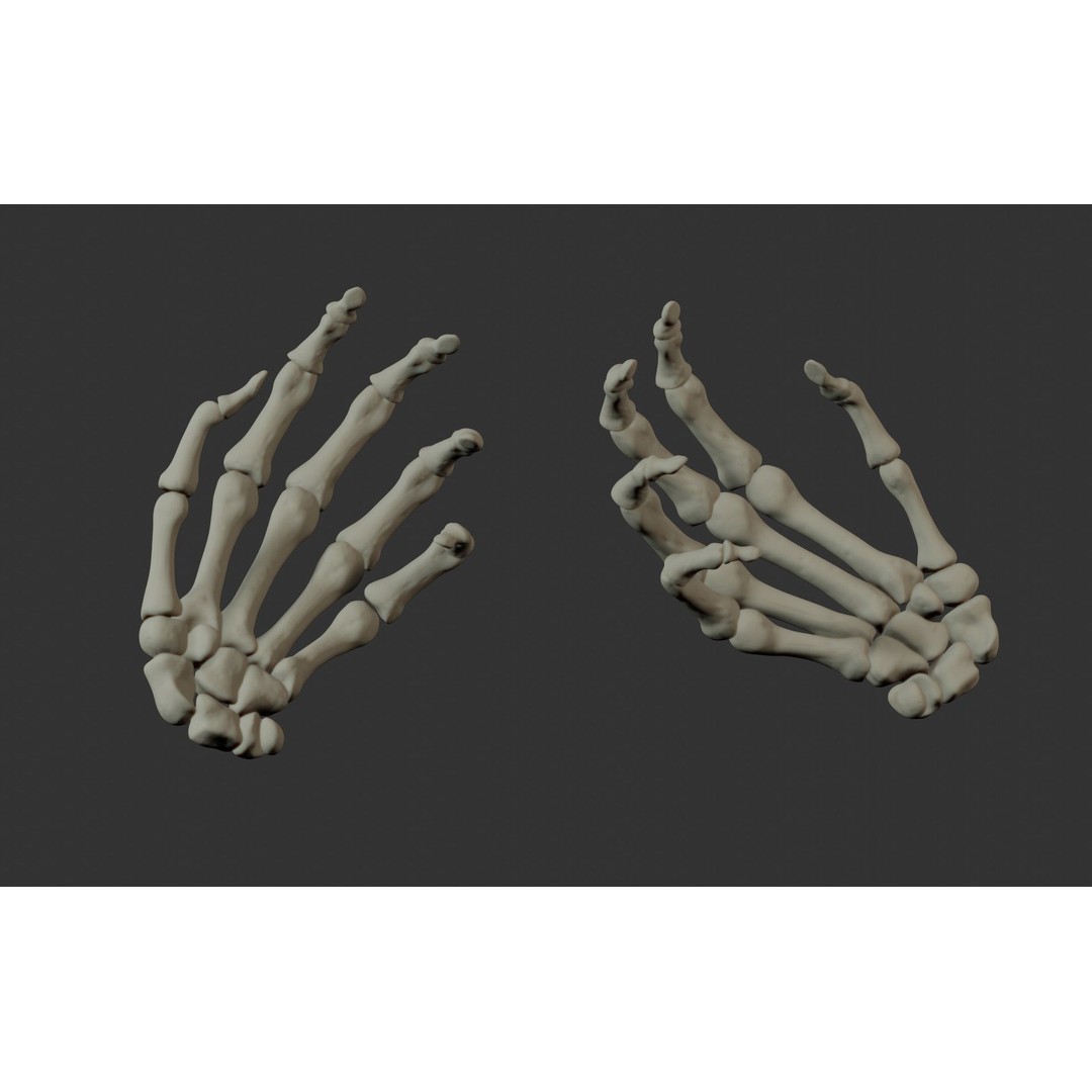 Human Hand Bones 3D Model – Anatomically Correct Rigged Asset, FBX - View 23