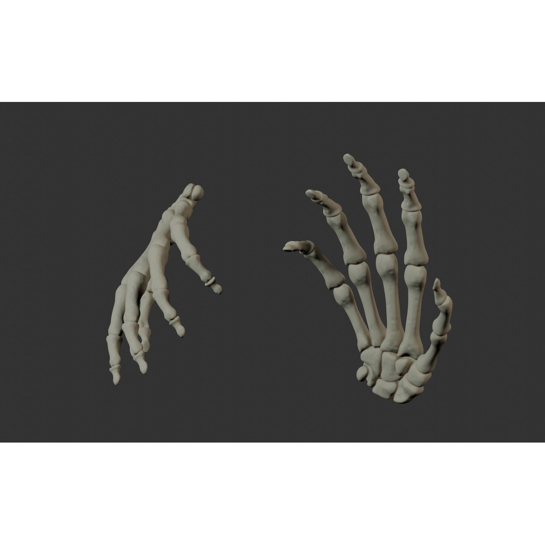 Human Hand Bones 3D Model – Anatomically Correct Rigged Asset, FBX - View 24