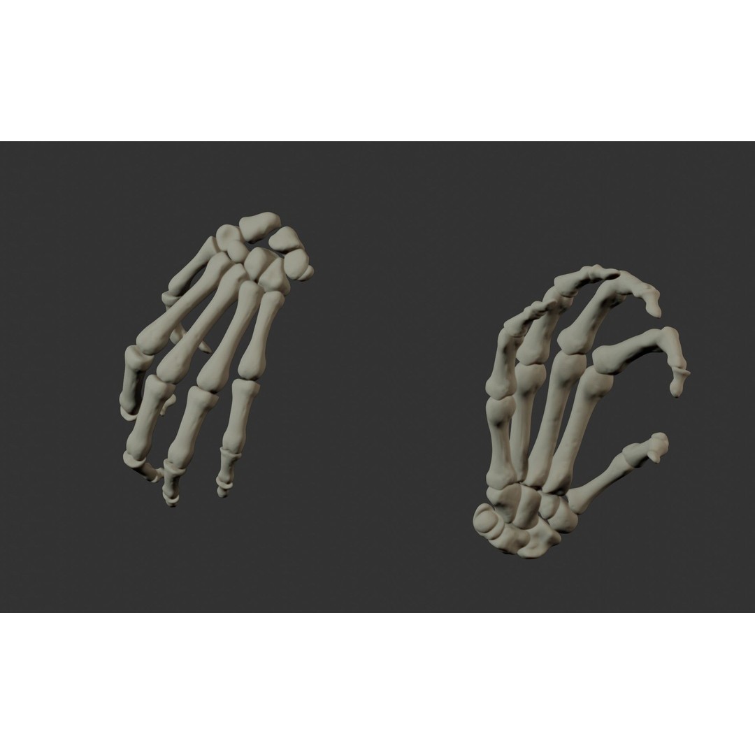 Human Hand Bones 3D Model – Anatomically Correct Rigged Asset, FBX - View 25