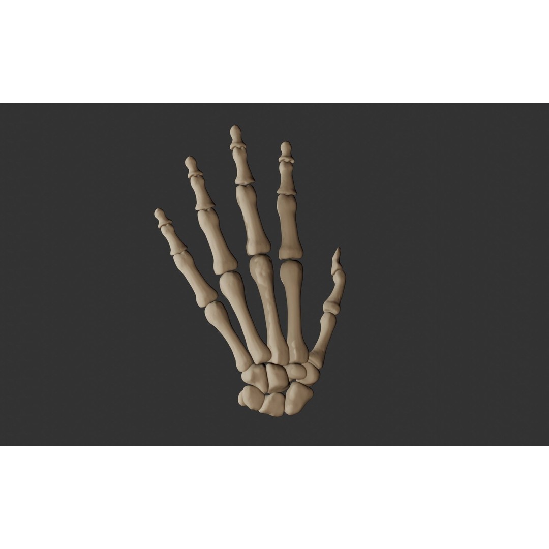 Human Hand Bones 3D Model – Anatomically Correct Rigged Asset, FBX - View 3