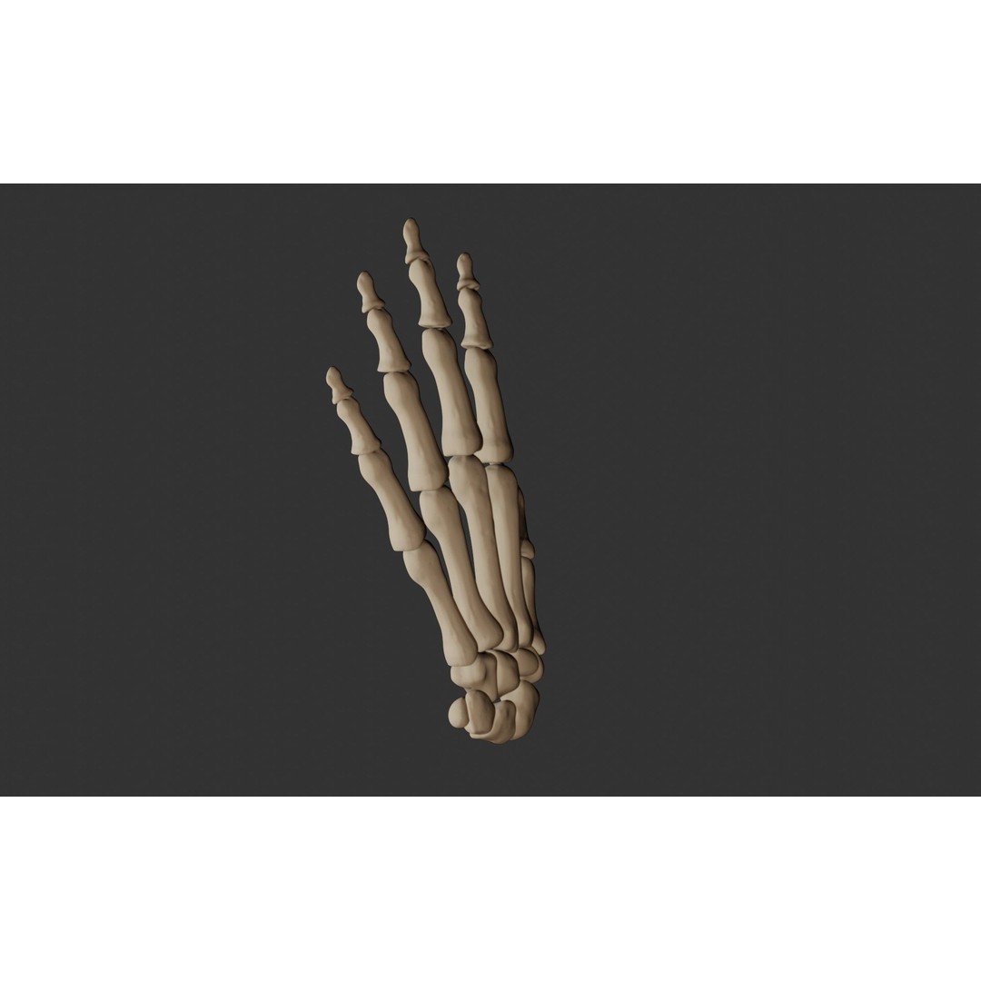 Human Hand Bones 3D Model – Anatomically Correct Rigged Asset, FBX - View 4