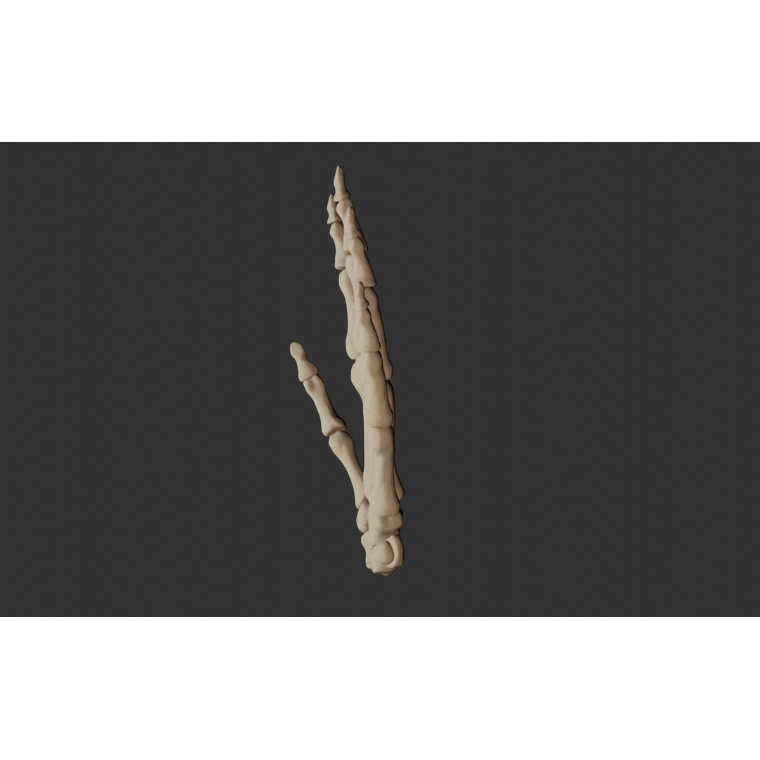 Human Hand Bones 3D Model – Anatomically Correct Rigged Asset, FBX - View 5