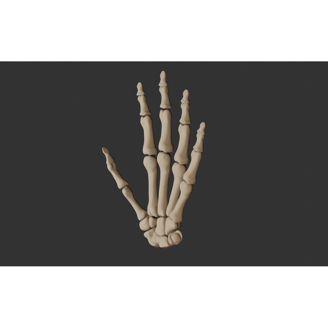 Human Hand Bones 3D Model – Anatomically Correct Rigged Asset, FBX - View 6